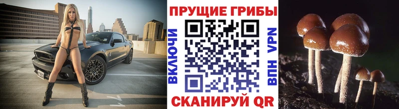 Галлюциногенные грибы MAGIC MUSHROOMS дарнет шоп Верхотурье